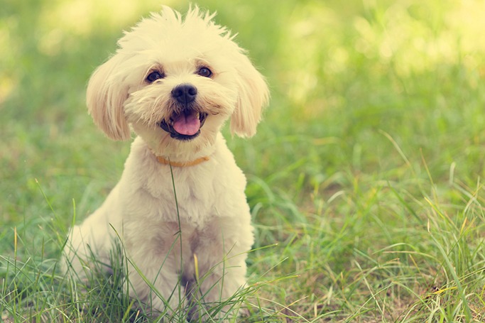maltese maltese