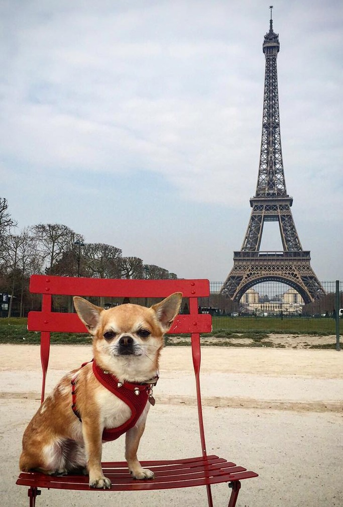 image credit: miami_traveller_dog/Instagram image credit: miami_traveller_dog/Instagram