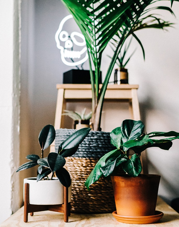 Houseplants are good for your health Houseplants are good for your health