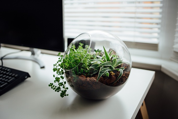 Houseplants are good for your health Houseplants are good for your health