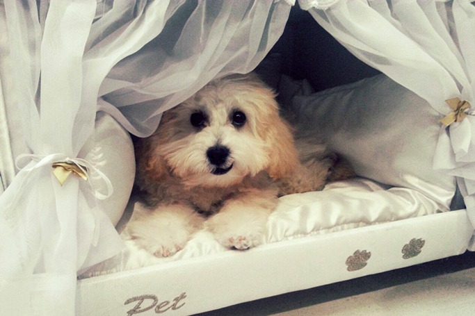 pet bed pet bed