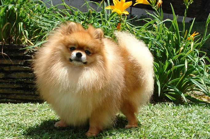 Pomeranian Pomeranian