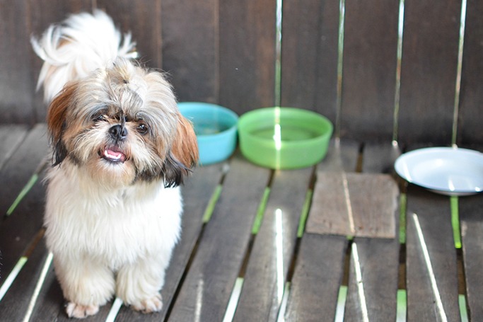 shih tzu shih tzu