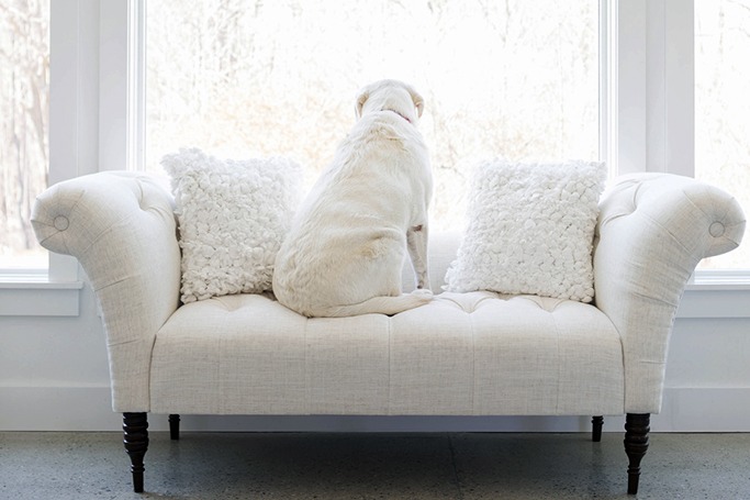 white couch white couch