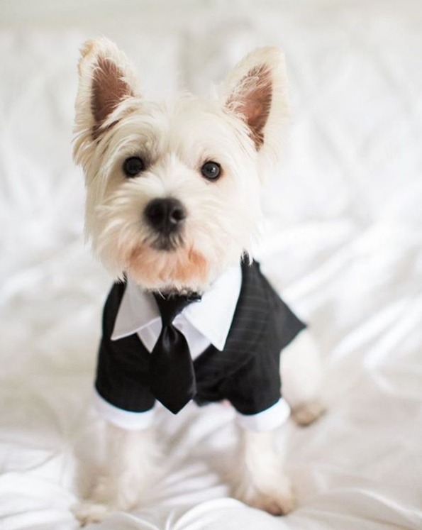 How to include your dog in your wedding How to include your dog in your wedding 8