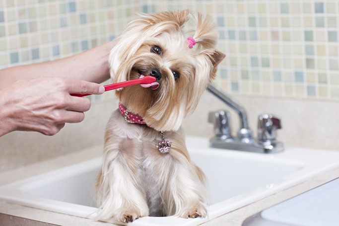 Yorkshire Terrier 