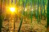 Sagano Bamboo Forest, Japan