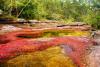 Caño Cristales River, Colombia