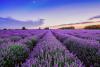 Lavender Fields, France