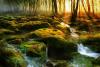 Moss Swamp, Romania