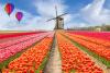 Tulip Fields, Netherland 