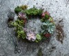 How to make a Christmas wreath with succulents
