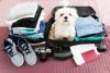 Dog Breeds That Make The Best Travel Companions 