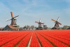 Tulips and windmills in the Netherlands