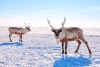 Rub shoulders with real life reindeer