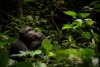 Kibale National Park, Uganda