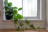Best indoor houseplants for better sleep