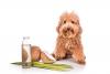 Urine and bacteria smells in the carpet