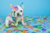 Easy Ways To Clean Pet Messes 