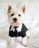 How to include your dog in your wedding 8