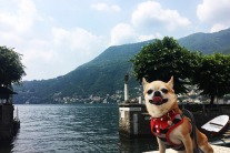 image credit: miami_traveller_dog/Instagram