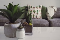 5 Ways Houseplants Can Boost Your Wellbeing
