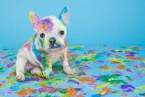 Easy Ways To Clean Pet Messes 