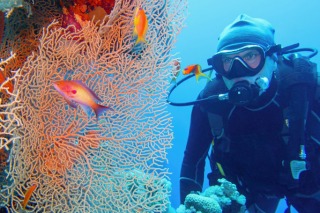 Why you should be diving in Sharm el-Sheikh